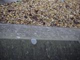 image of grave number 807521